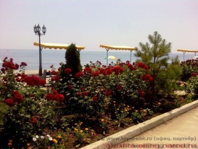 delfin_11