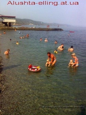 delfin_11