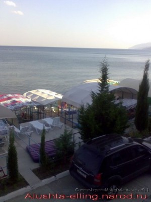 delfin_12
