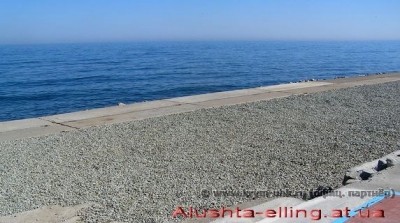 delfin_14