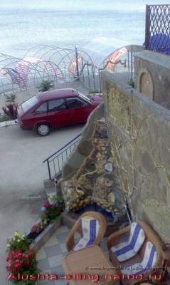 delfin_14