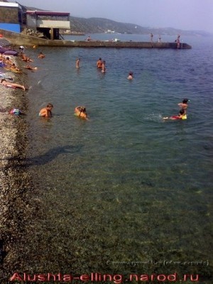 delfin_1
