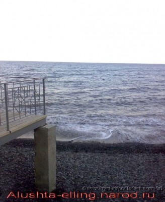 delfin_4