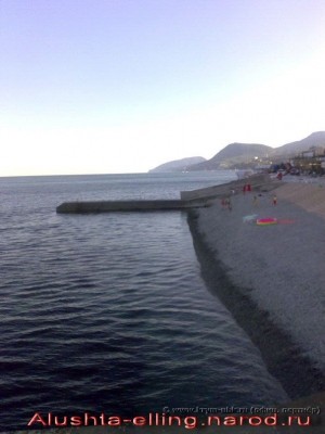 delfin_7