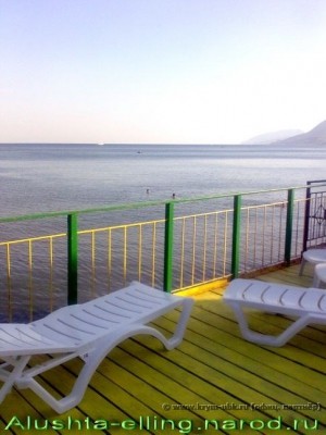 delfin_8
