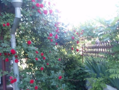 Dacha_Uchkuevka_15