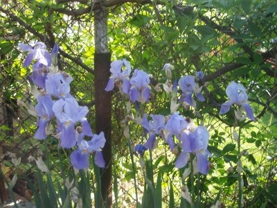 Dacha_Uchkuevka_17