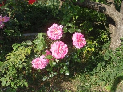 Dacha_Uchkuevka_18