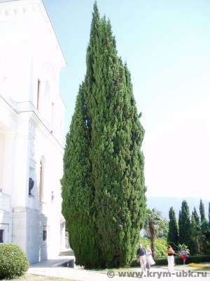 30. Кипарис у Южного фасада дворца