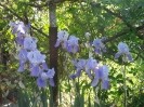 Dacha_Uchkuevka_17