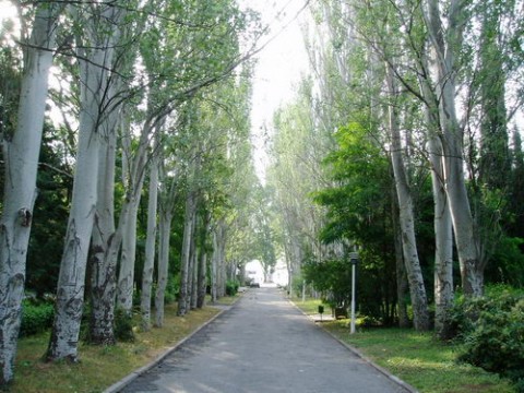 Аллея тополей в Партените